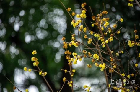 腊梅|一花香十里——蜡梅